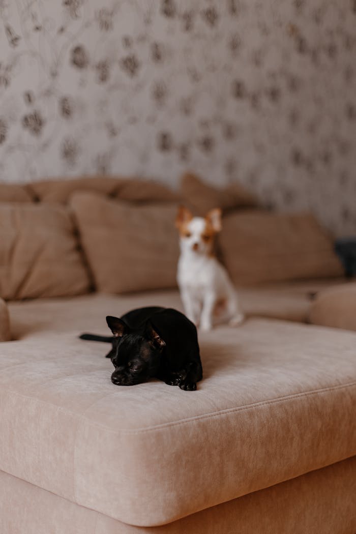 Adorable chihuahuas lounging on a plush couch in a cozy home setting.