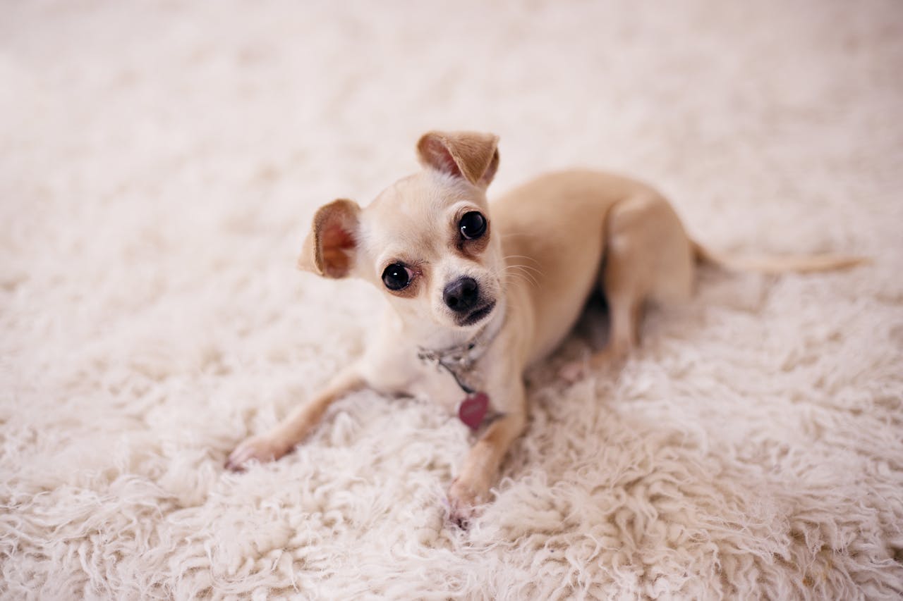 A cute Chihuahua puppy lying on a soft, white, fluffy carpet, looking at the camera.