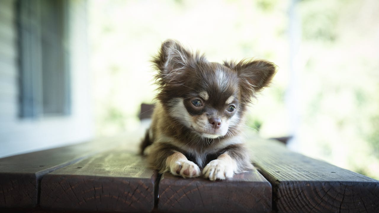 Cute Chihuahua puppy lying on a rustic wooden table, enjoying a sunny day outdoors.
