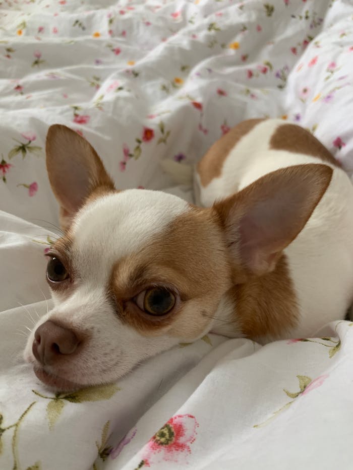 Adorable Chihuahua lying peacefully on a floral duvet, capturing comfort and cuteness.