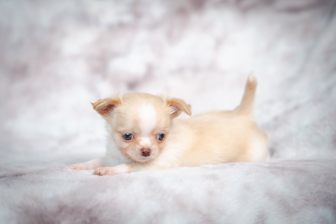 Cute cream-colored Chihuahua puppy posing in a studio setting, perfect for pet lovers.
