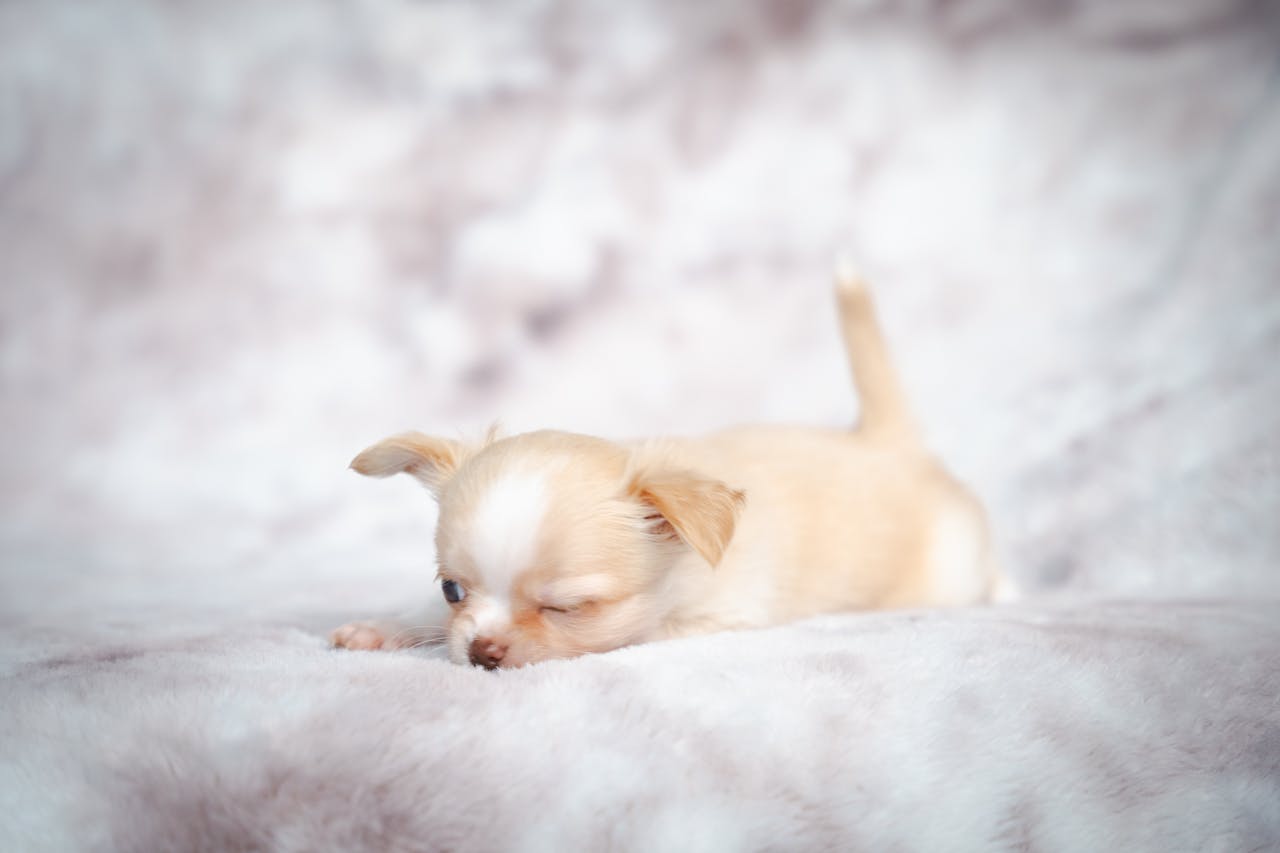 Sleepy cream Chihuahua puppy resting on a fluffy blanket, capturing a cute and cozy moment.