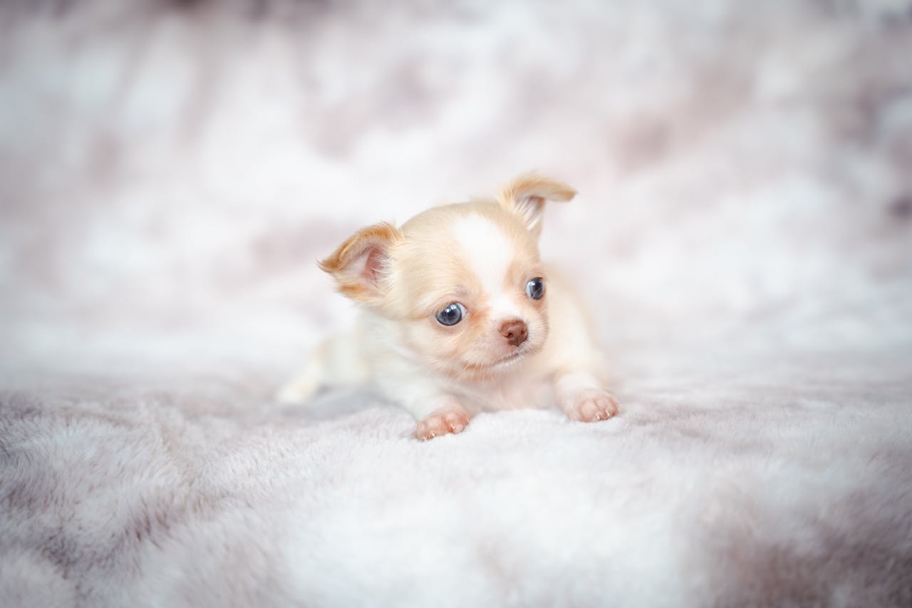 A tiny cream Chihuahua puppy with blue eyes lying on a soft, plush blanket.
