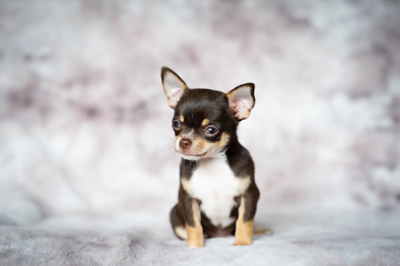 Charming portrait of a tiny brown Chihuahua puppy sitting on a soft surface indoors.