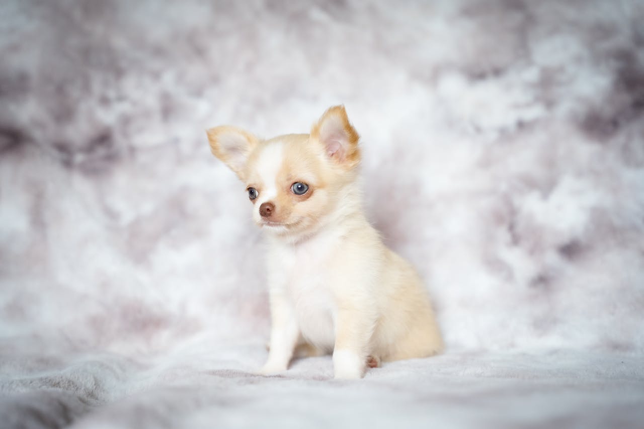 Adorable cream-colored long coat Chihuahua puppy with big ears sitting in a studio setting.