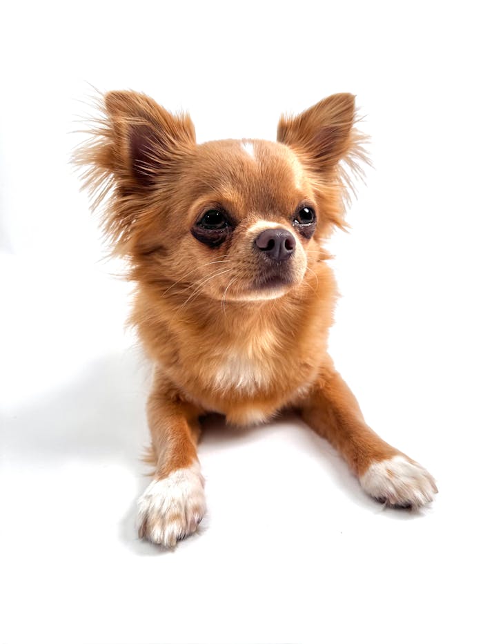 Charming chihuahua dog with fawn longhair coat on white background, showcasing toy dog elegance.