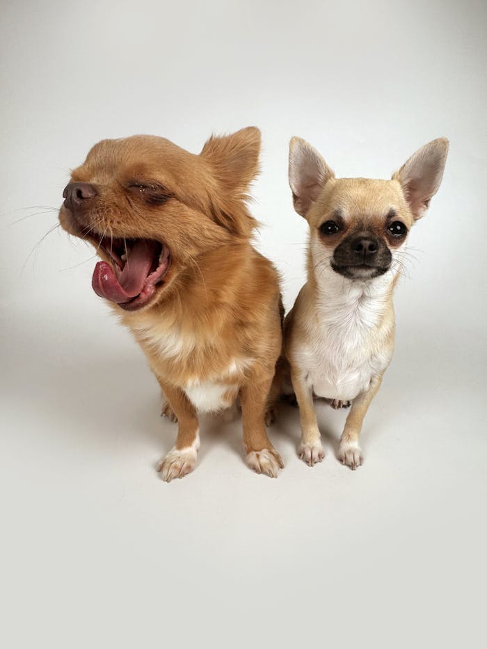 Two chihuahuas posing, one yawning and one alert, in a studio setting.