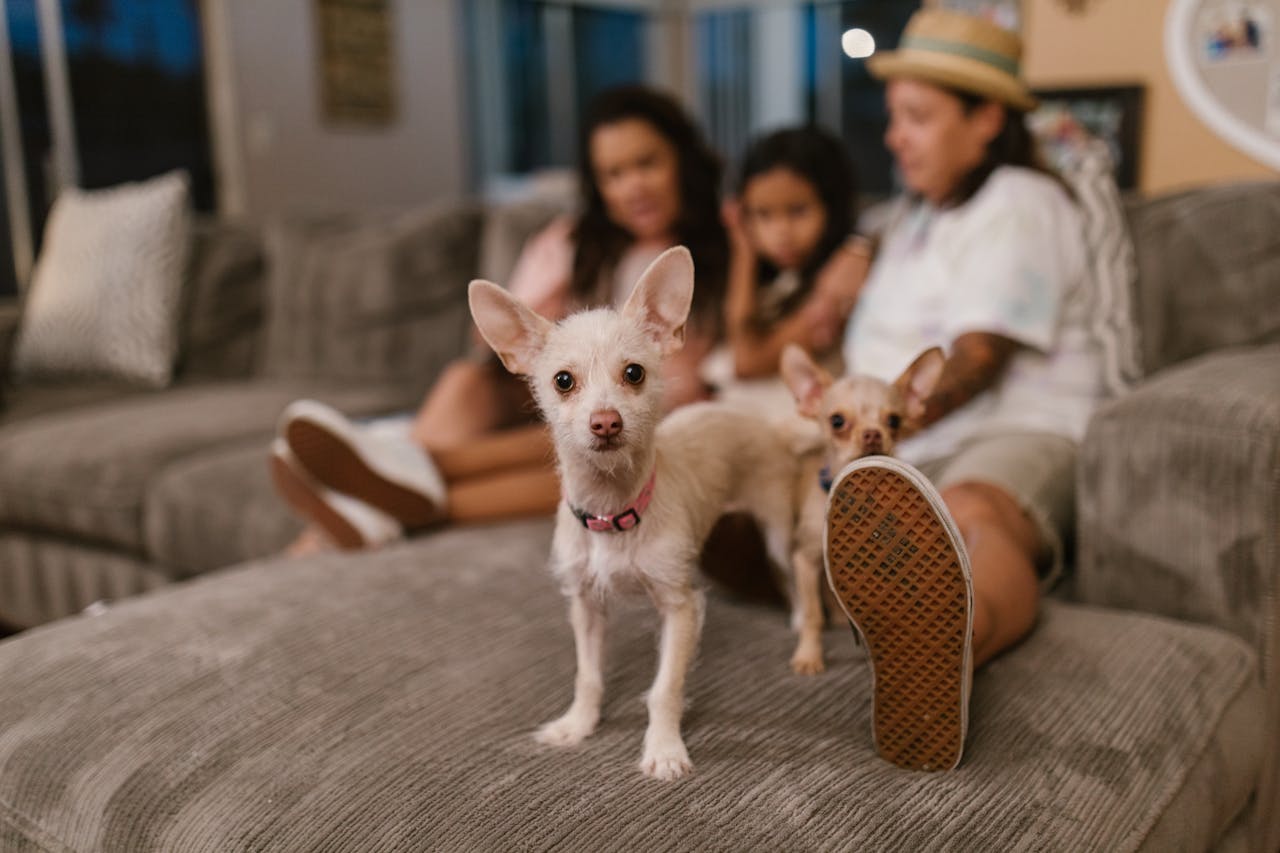 A family relaxes on a sofa with two small dogs, creating a warm home atmosphere.