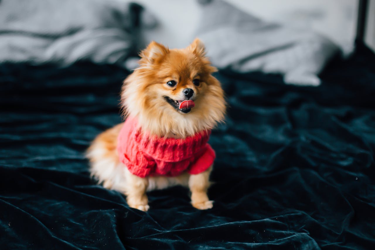 Cute Pomeranian dog wearing a red sweater sitting on a cozy bed indoors.